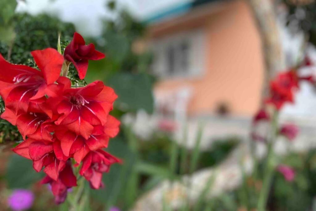 Apartamento Manuel Korčula Exterior foto